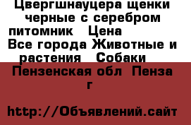 Цвергшнауцера щенки черные с серебром питомник › Цена ­ 30 000 - Все города Животные и растения » Собаки   . Пензенская обл.,Пенза г.